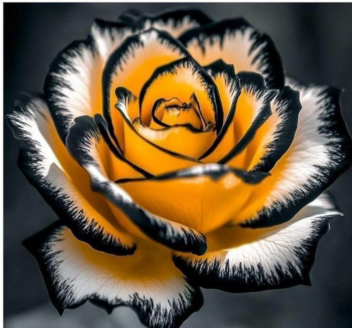 Eclipse Rose Seeds Pack of 1