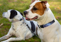 Wicked Pet Galaxy collar & leash