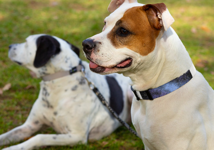 Wicked Pet Galaxy collar & leash